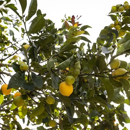 Semesterbostad Casa Theoni